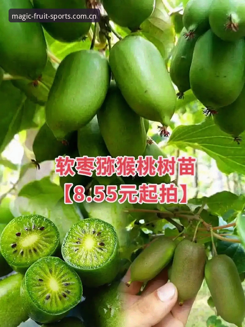 新手必看!奇异果体育平台使用心得与下载地址推荐全攻略